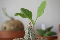 Cephalopentandra Ecirrhosa