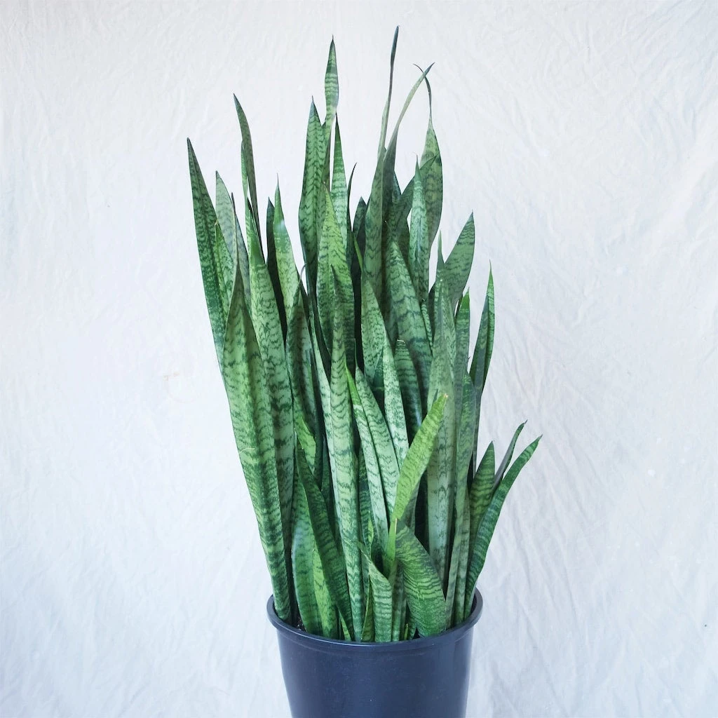 Sansevieria Zeylanica Extra Large 1 Sansevieria Zeylanica Extra Large