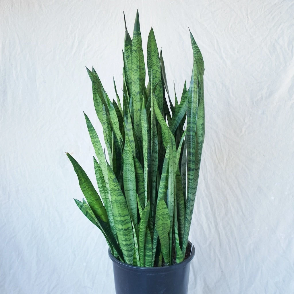 Sansevieria Zeylanica Extra Large 2 Sansevieria Zeylanica Extra Large - Image 2