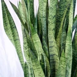 Sansevieria Zeylanica Extra Large 5 Sansevieria Zeylanica Extra Large -Cloud-Hidden Plants s753278155256112669 p657 i3 w1024
