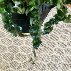 Hoya Carnosa Compacta - Hindu Rope Plant -Cloud-Hidden Plants s753278155256112669 p679 i2 w2629