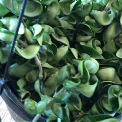 Hoya Carnosa Compacta - Hindu Rope Plant -Cloud-Hidden Plants s753278155256112669 p679 i3 w3024