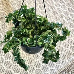 Hoya Carnosa Compacta - Hindu Rope Plant
