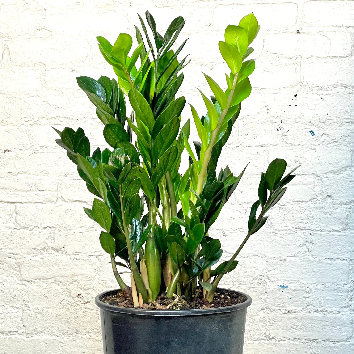 ZZ Plant -Zamioculcas Zamiifolia 1 ZZ Plant -Zamioculcas Zamiifolia