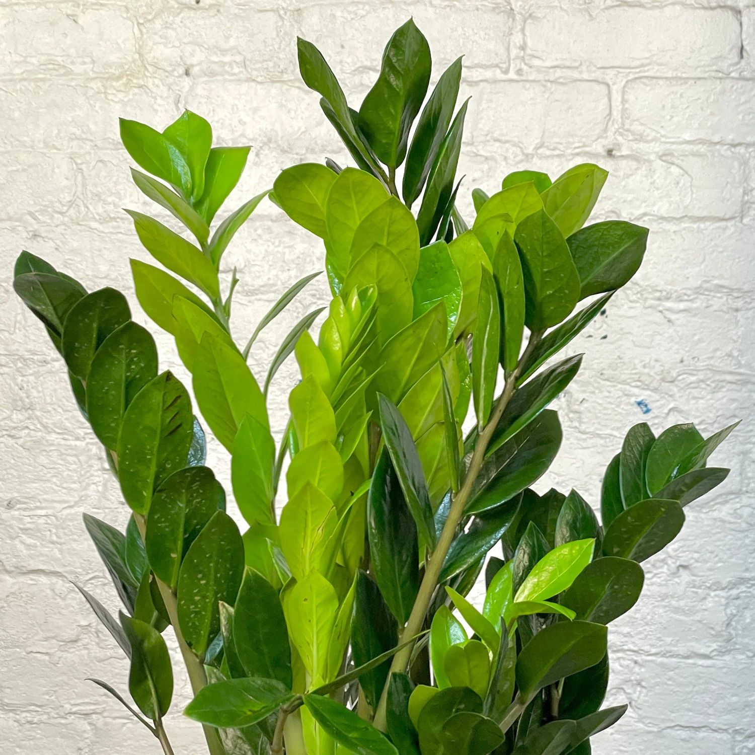 ZZ Plant -Zamioculcas Zamiifolia 3 ZZ Plant -Zamioculcas Zamiifolia - Image 3