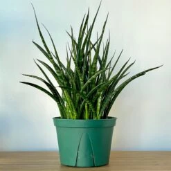 Sansevieria Fernwood