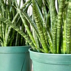 Sansevieria Fernwood -Cloud-Hidden Plants s753278155256112669 p716 i4 w3024