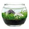 Water Garden - Tiny Plant Aquarium By NOTED