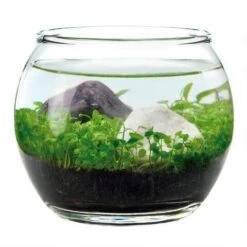 Water Garden - Tiny Plant Aquarium By NOTED