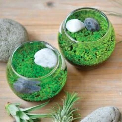 Water Garden - Tiny Plant Aquarium By NOTED -Cloud-Hidden Plants s753278155256112669 p753 i3 w768