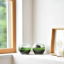 Water Garden - Tiny Plant Aquarium By NOTED -Cloud-Hidden Plants s753278155256112669 p753 i5 w900