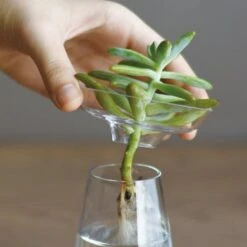 Large KINTO AQUA CULTURE Glass Vase 13 Large KINTO AQUA CULTURE Glass Vase -Cloud-Hidden Plants s753278155256112669 p781 i1 w500