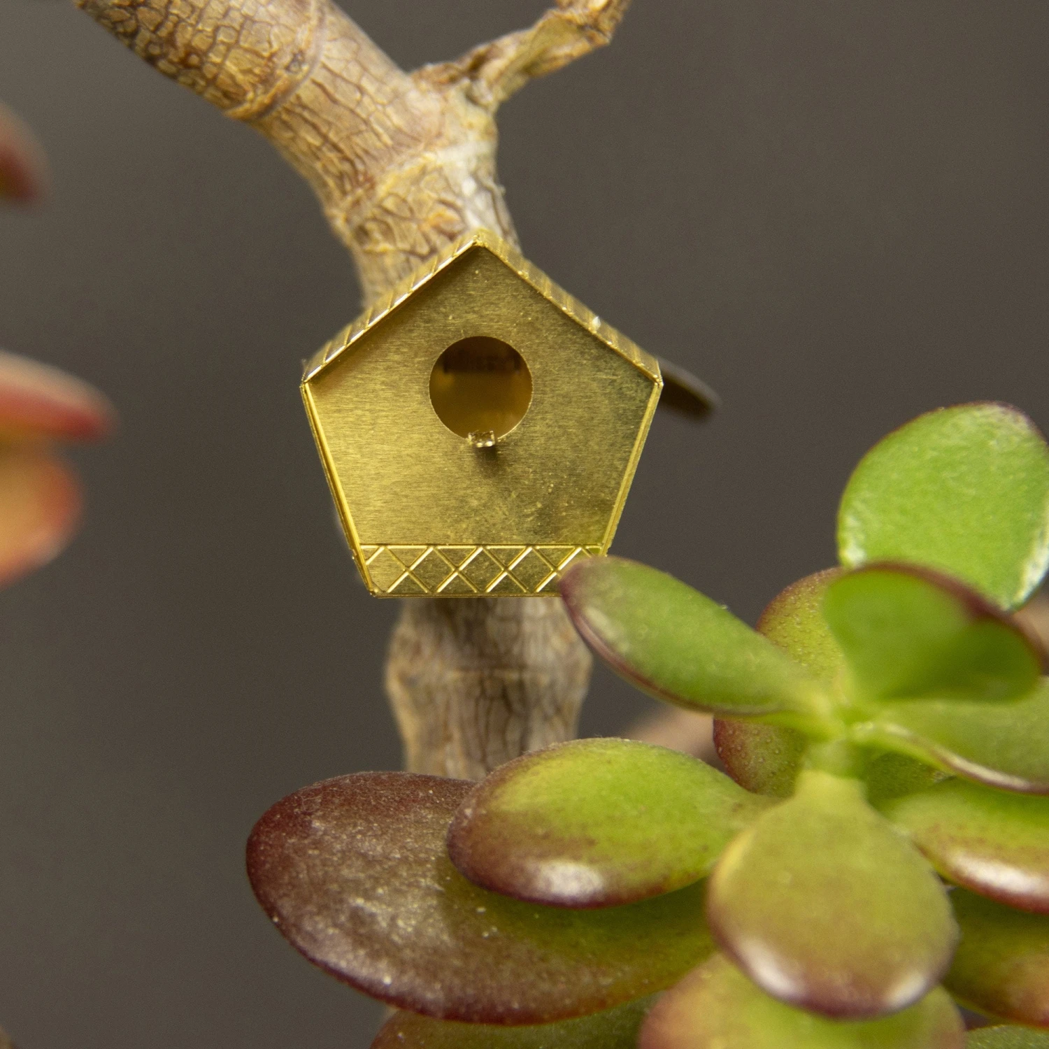 Tiny Birdhouse By BOTANOPIA 1 Tiny Birdhouse By BOTANOPIA