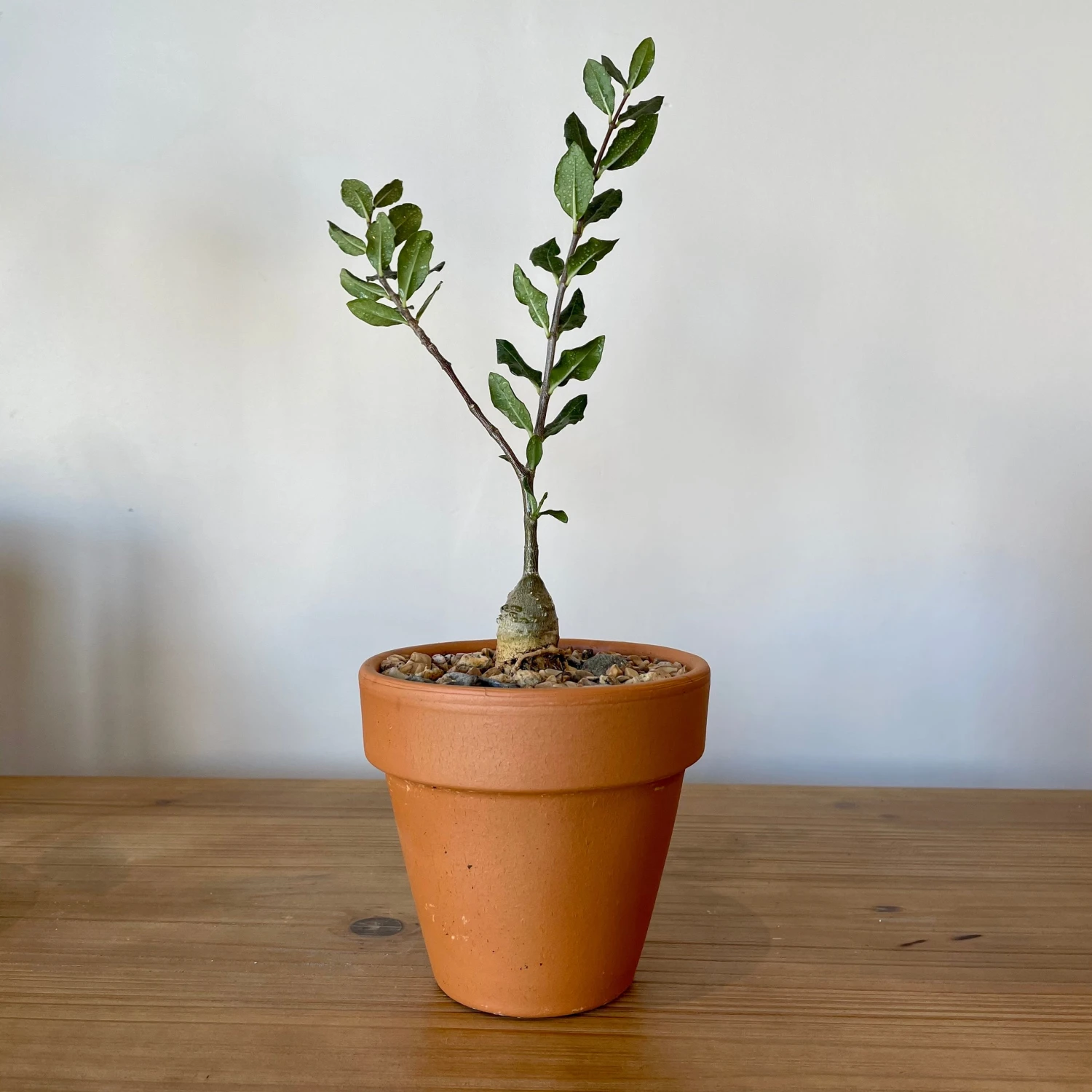 Fockea Edulis 1 Fockea Edulis