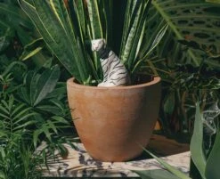 DOIY Design Jangal Tiger Self-Watering System 8 DOIY Design Jangal Tiger Self-Watering System -Cloud-Hidden Plants s753278155256112669 p808 i4 w800