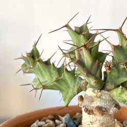 Euphorbia Clavigera 5 Euphorbia Clavigera -Cloud-Hidden Plants s753278155256112669 p811 i4 w3024