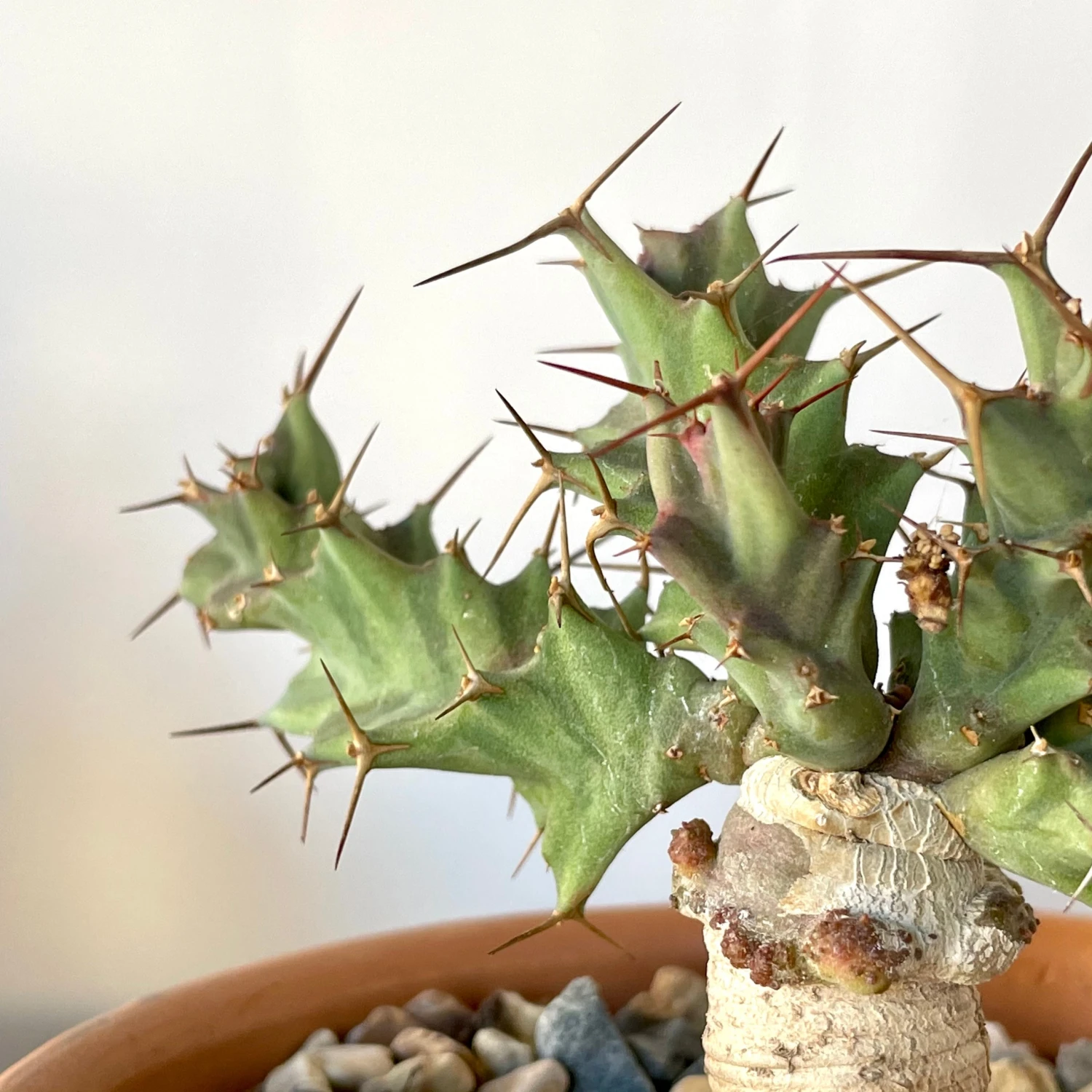 Euphorbia Clavigera 3 Euphorbia Clavigera - Image 3