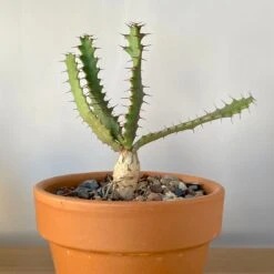 Euphorbia Squarrosa
