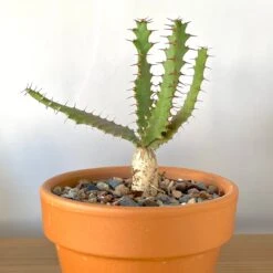 Euphorbia Squarrosa 4 Euphorbia Squarrosa -Cloud-Hidden Plants s753278155256112669 p812 i3 w3024
