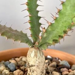 Euphorbia Squarrosa 5 Euphorbia Squarrosa -Cloud-Hidden Plants s753278155256112669 p812 i4 w3024