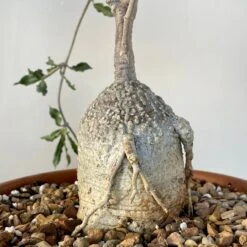 Fockea Edulis Large Caudex -Cloud-Hidden Plants s753278155256112669 p813 i4 w3024