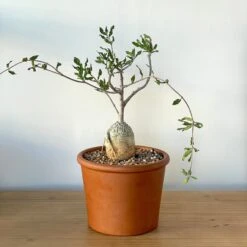 Fockea Edulis Large Caudex -Cloud-Hidden Plants s753278155256112669 p813 i5 w3024