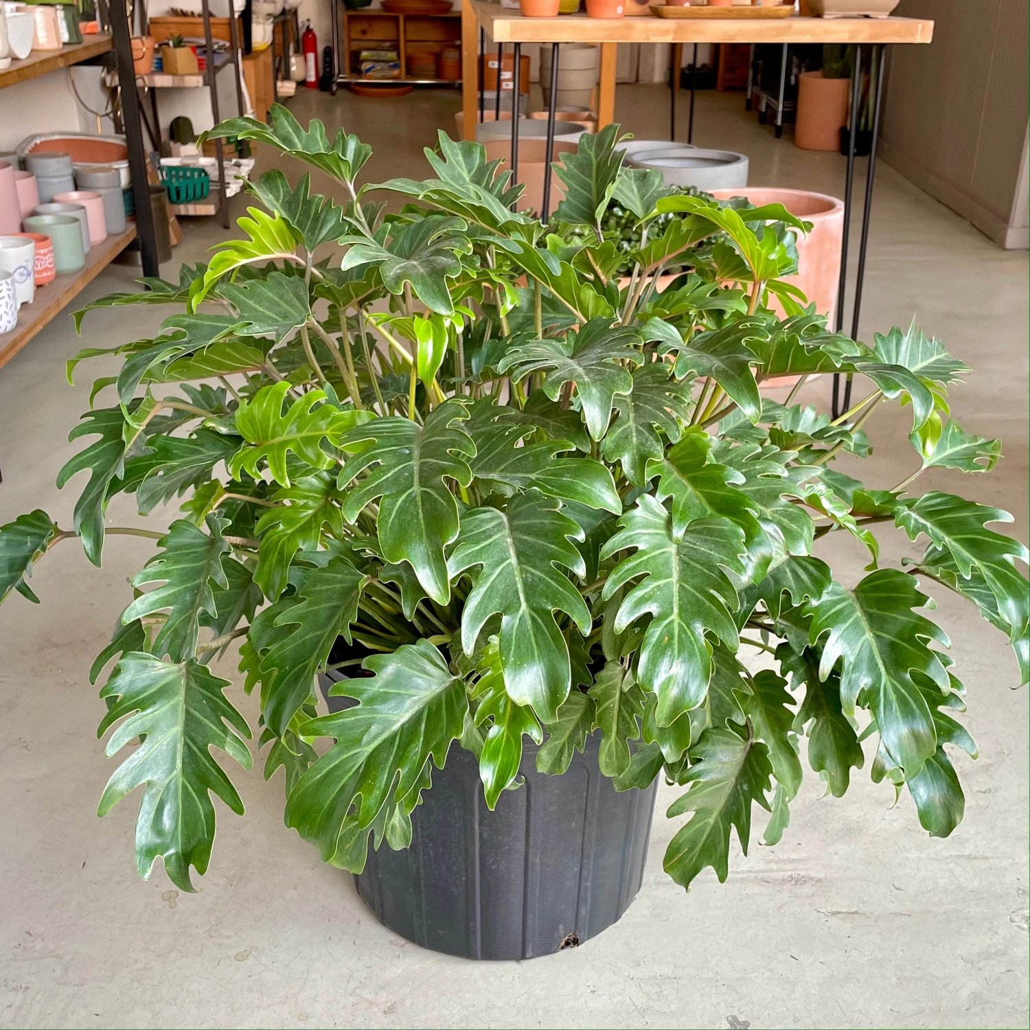 Philodendron ‘Xanadu’