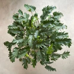 Cloud-Hidden Plants 5 Cloud-Hidden Plants -Cloud-Hidden Plants s753278155256112669 p837 i2 w2872