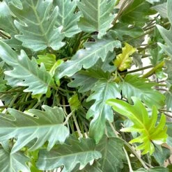 Philodendron ‘Xanadu’ -Cloud-Hidden Plants s753278155256112669 p837 i3 w3024