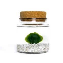 Classic Moss Amigo Marimo