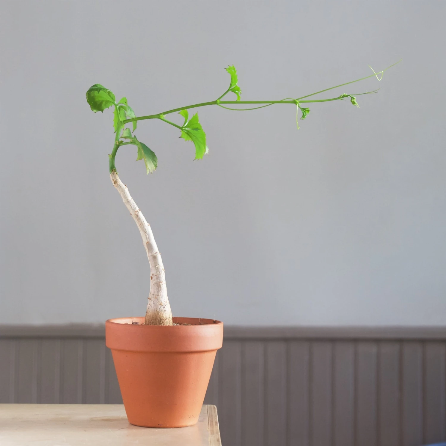 Cyphostemma Quinatum 1 Cyphostemma Quinatum