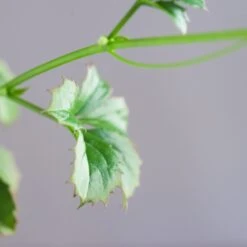 Cyphostemma Quinatum 6 Cyphostemma Quinatum -Cloud-Hidden Plants s753278155256112669 p841 i3 w1982