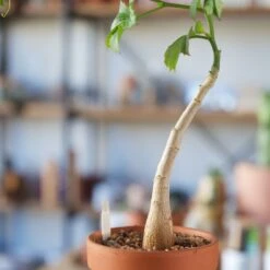 Cyphostemma Quinatum 7 Cyphostemma Quinatum -Cloud-Hidden Plants s753278155256112669 p841 i4 w1925