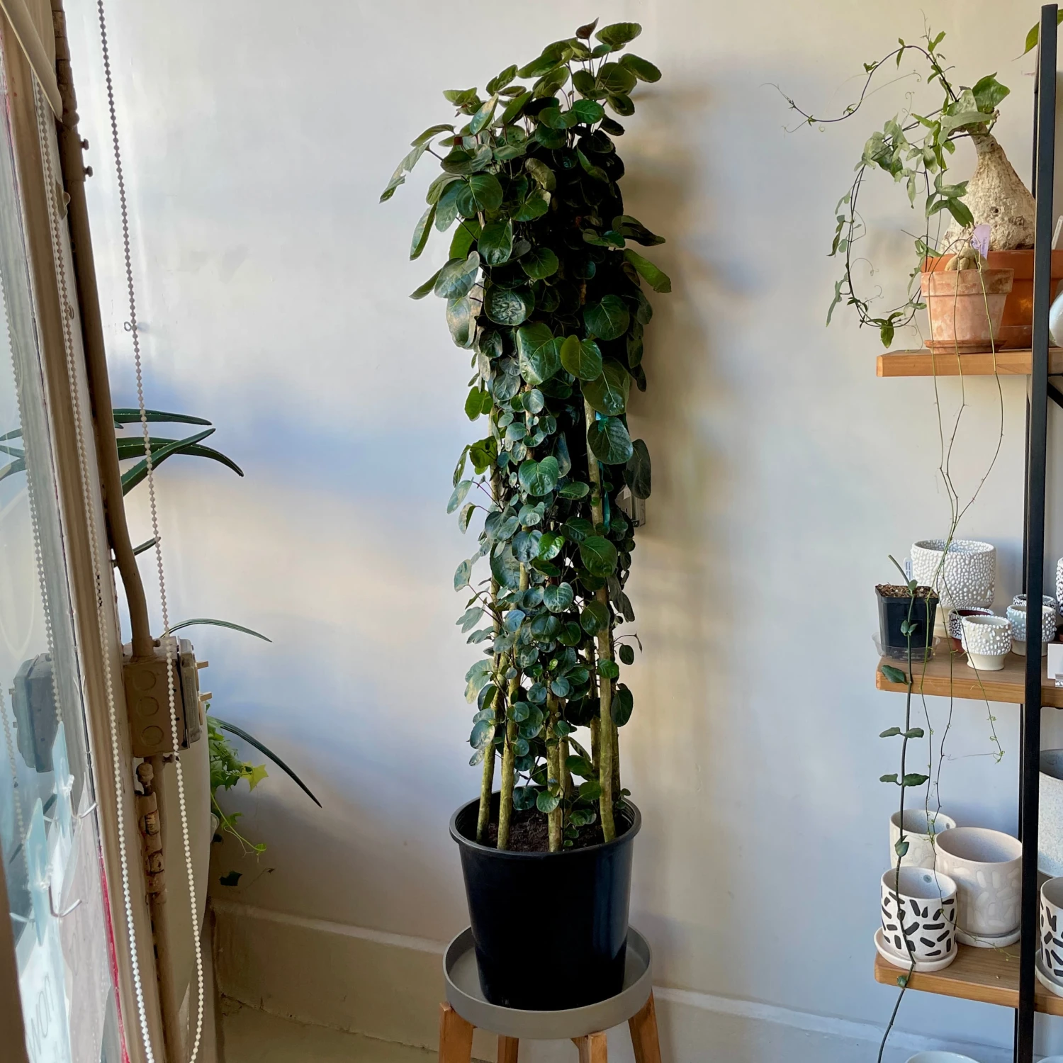 Aralia Fabian Large 1 Aralia Fabian Large