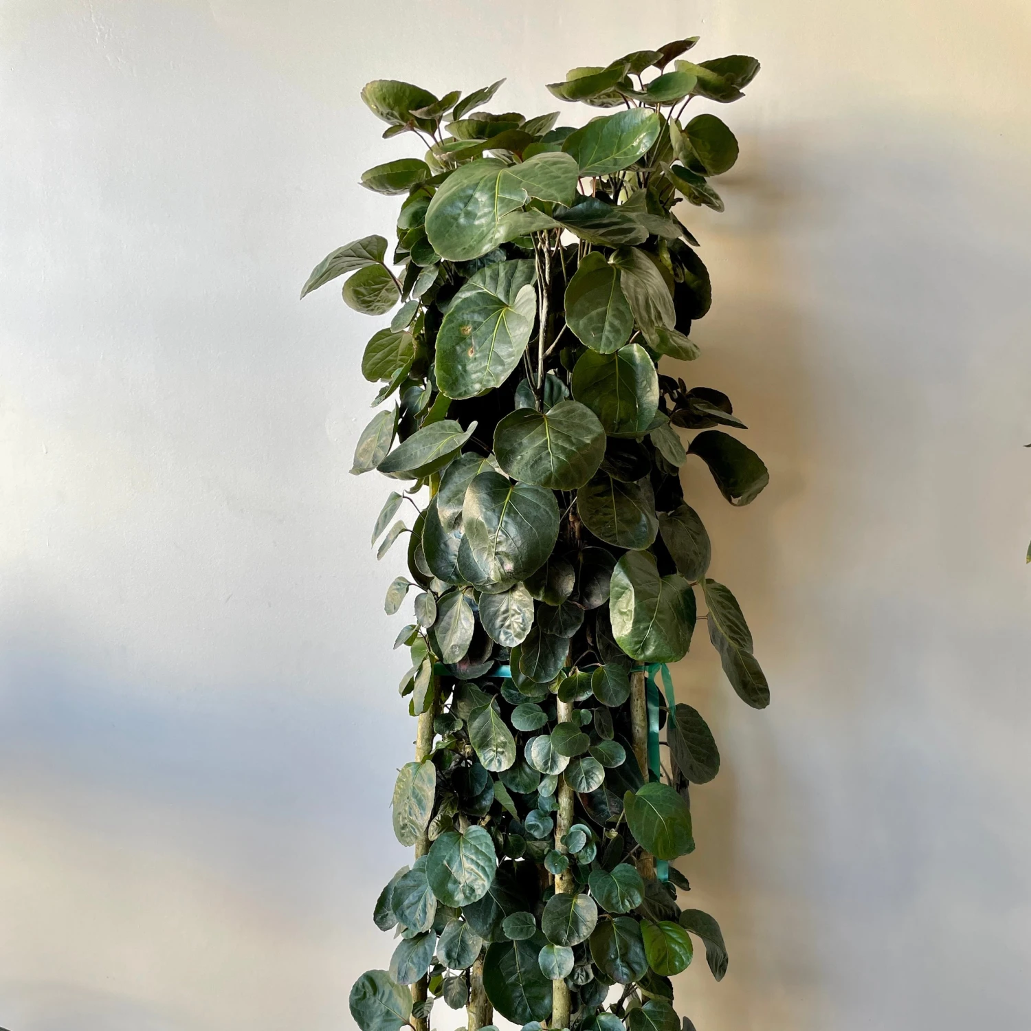 Aralia Fabian Large 2 Aralia Fabian Large - Image 2