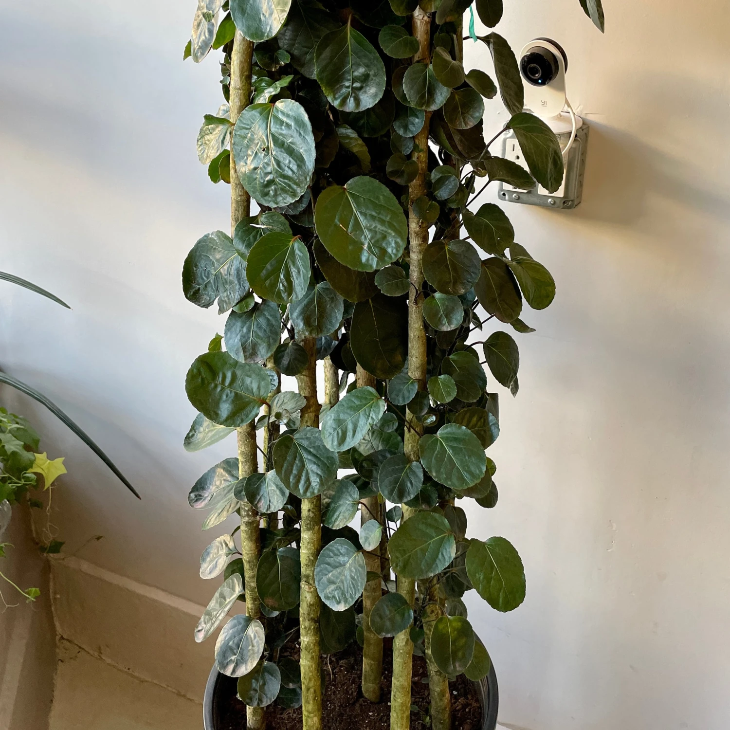 Aralia Fabian Large 3 Aralia Fabian Large - Image 3