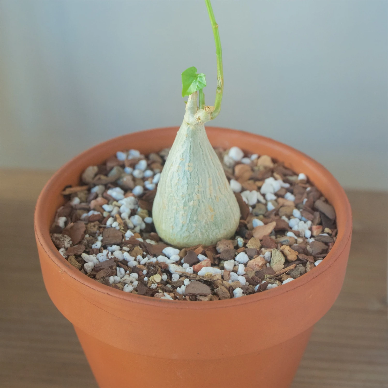 Gerrardanthus Lobatus 1 Gerrardanthus Lobatus