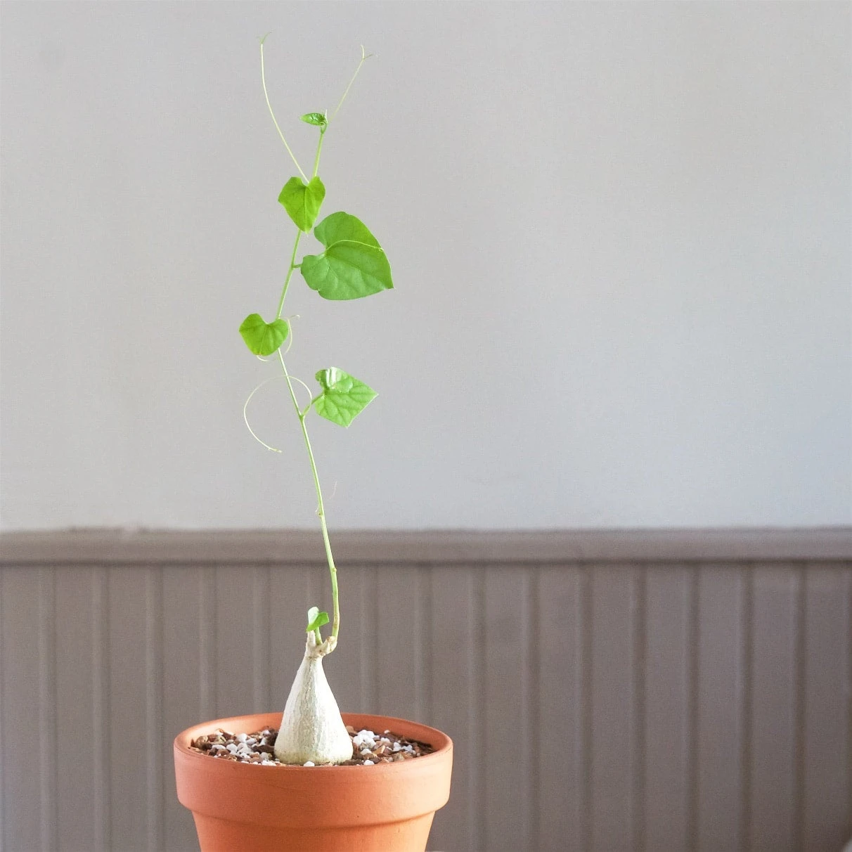 Gerrardanthus Lobatus 2 Gerrardanthus Lobatus - Image 2