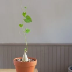 Gerrardanthus Lobatus 5 Gerrardanthus Lobatus -Cloud-Hidden Plants s753278155256112669 p869 i4 w1547