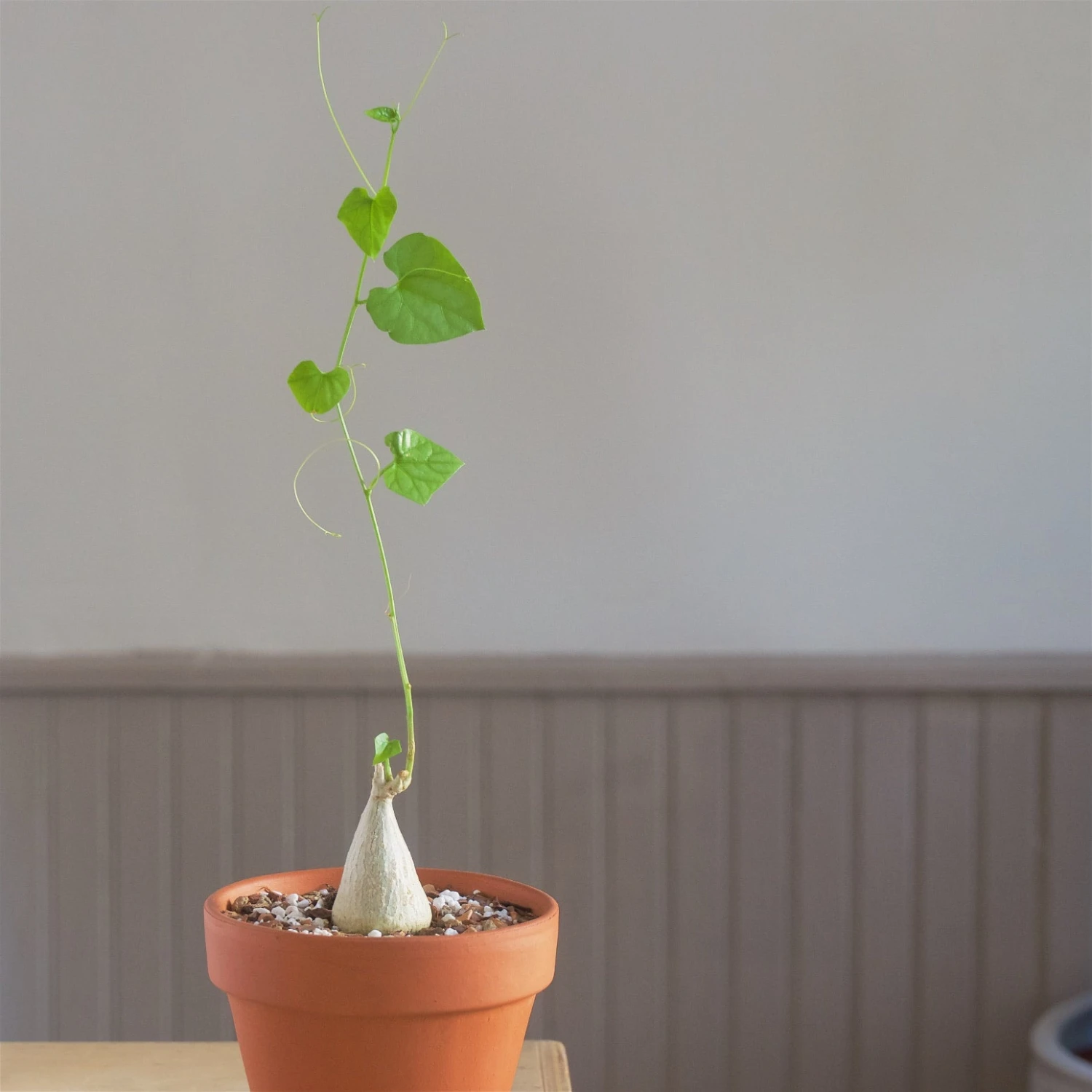 Gerrardanthus Lobatus 3 Gerrardanthus Lobatus - Image 3