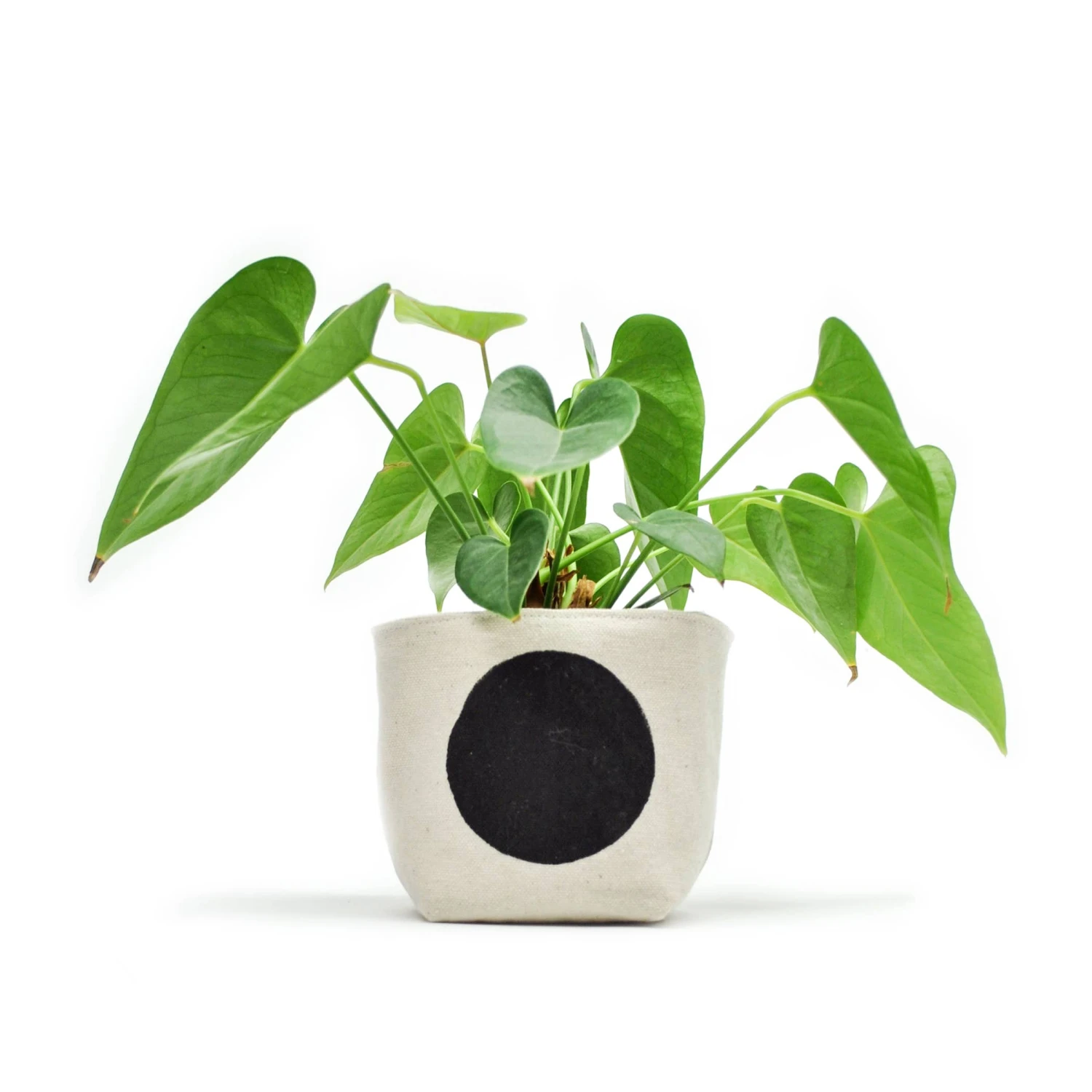 Black Dot 4 Inch Canvas Planter By GRAY GREEN GOODS 1 Black Dot 4 Inch Canvas Planter By GRAY GREEN GOODS