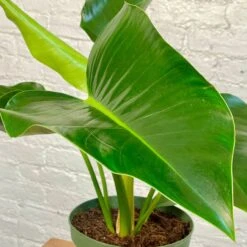 Philodendron Congo Green / Congo Rojo