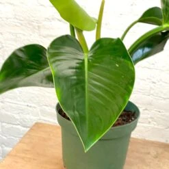 Philodendron Congo Green / Congo Rojo 7 Philodendron Congo Green / Congo Rojo -Cloud-Hidden Plants s753278155256112669 p888 i3 w3024