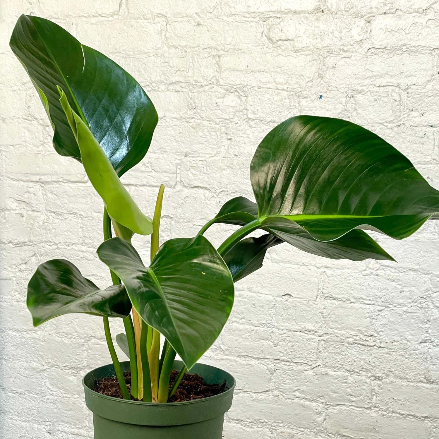 Philodendron Congo Green / Congo Rojo 2 Philodendron Congo Green / Congo Rojo - Image 2