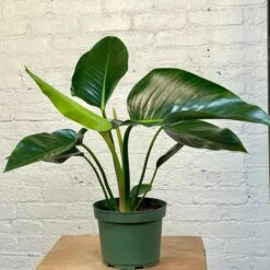 Philodendron Congo Green / Congo Rojo 6 Philodendron Congo Green / Congo Rojo -Cloud-Hidden Plants s753278155256112669 p888 i5 w2924