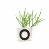 Black Circle 4 Inch Canvas Planter By GRAY GREEN GOODS