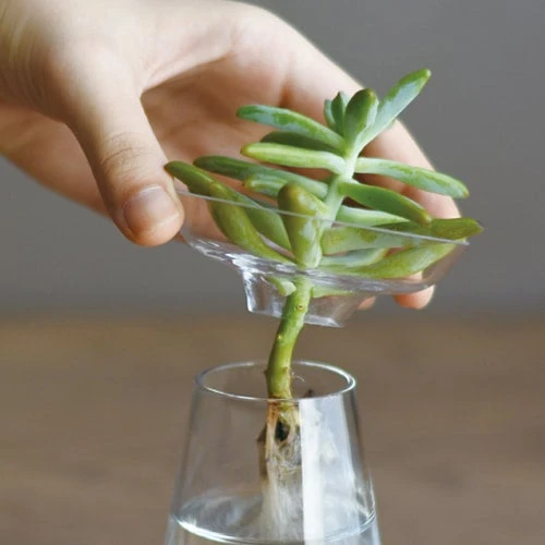 Small KINTO AQUA CULTURE Glass Vase 5 Small KINTO AQUA CULTURE Glass Vase - Image 5