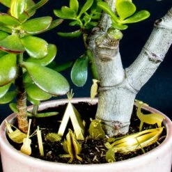 Tiny Camping Set By BOTANOPIA 11 Tiny Camping Set By BOTANOPIA -Cloud-Hidden Plants s753278155256112669 p925 i3 w1080