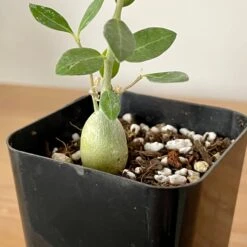 Fockea Edulis Seedlings -Cloud-Hidden Plants s753278155256112669 p926 i3 w3024