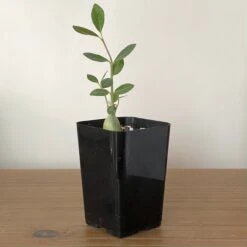 Fockea Edulis Seedlings -Cloud-Hidden Plants s753278155256112669 p926 i4 w2811